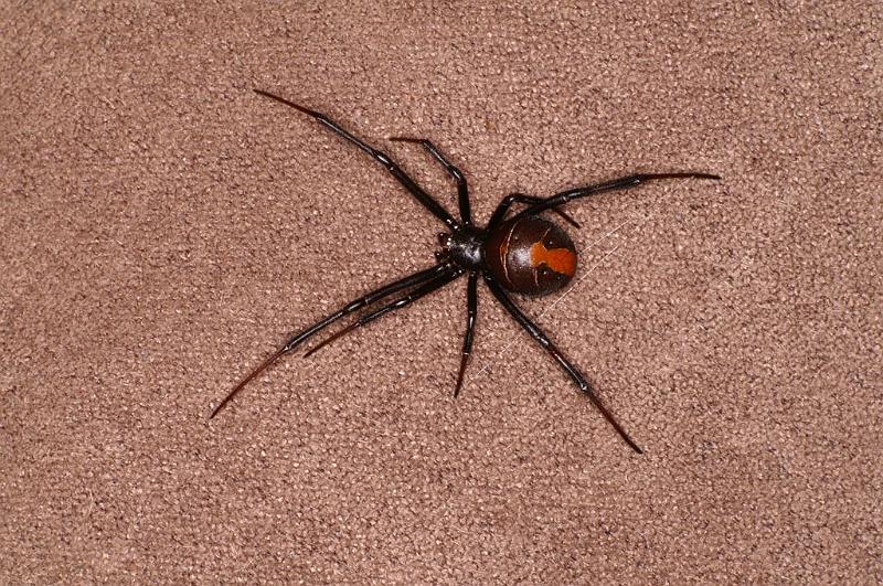 Latrodectus_hasselti_D7219_Z_89_Alexandra hills Brisbane_Australie.jpg